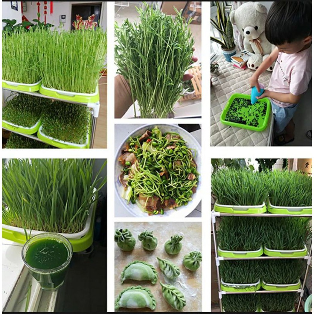 Microgreens Sprouter Tray Hydr - Hydroponic Grow Pod 评论和价格